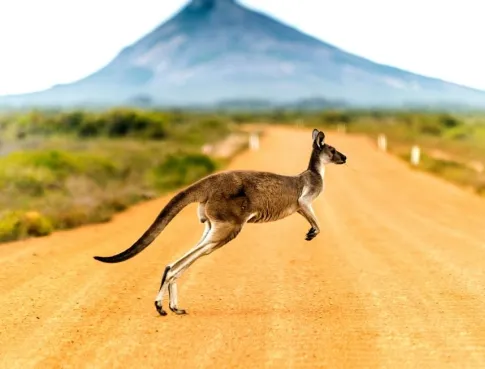 Australie : r&ecirc;ve d&rsquo;aventure ou vrai projet pro ?&nbsp;